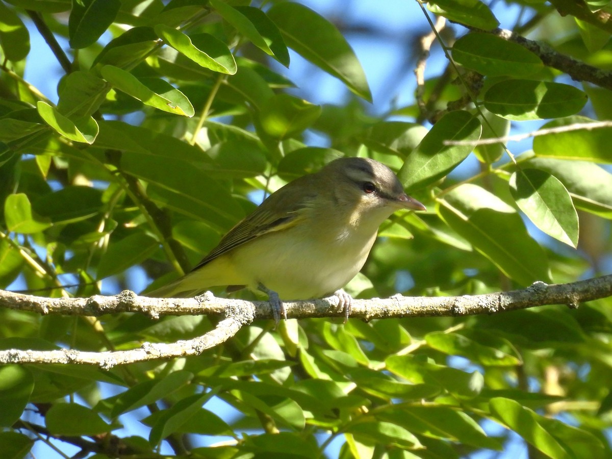 Red-eyed Vireo - ML647227796