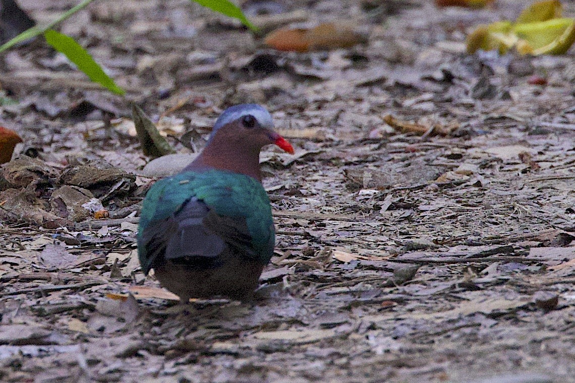 Asian Emerald Dove - ML647227802