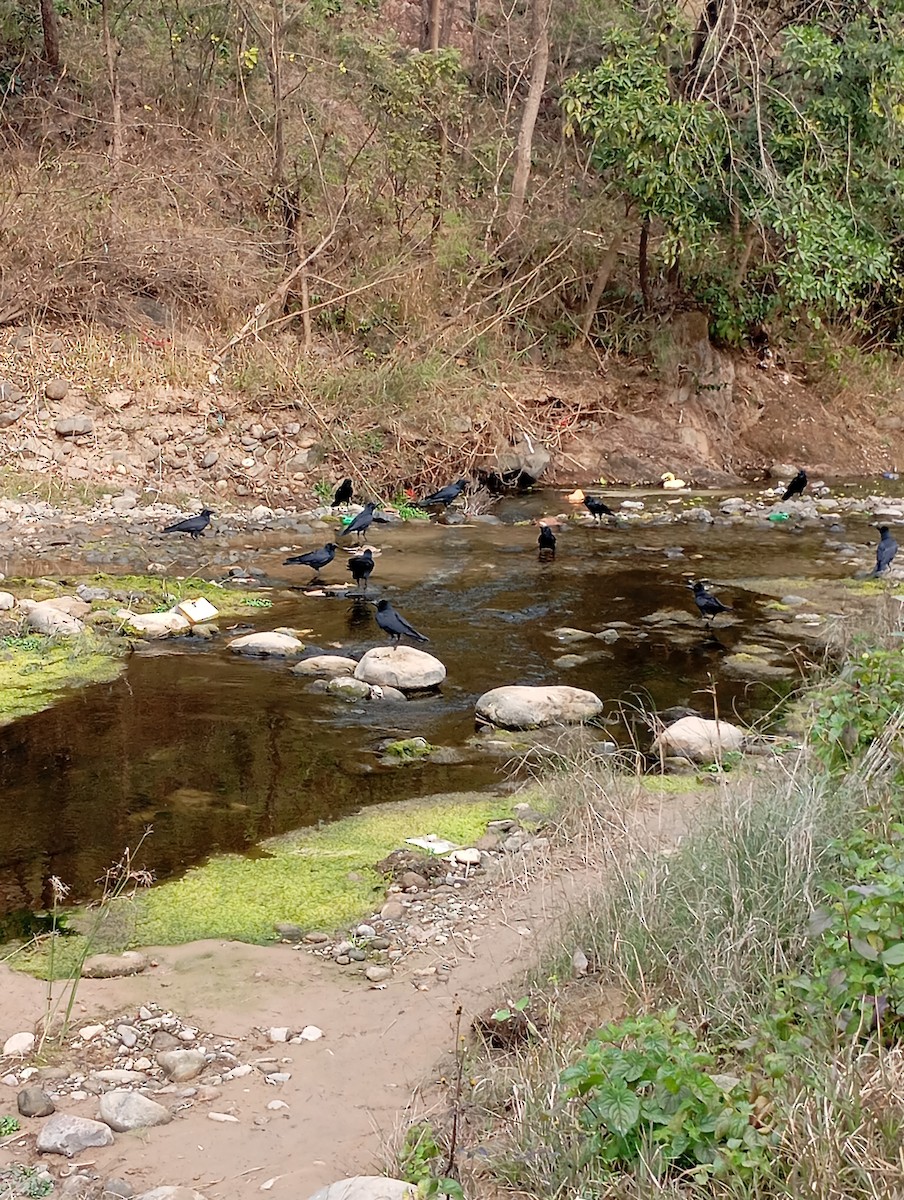 Large-billed Crow - ML647227803