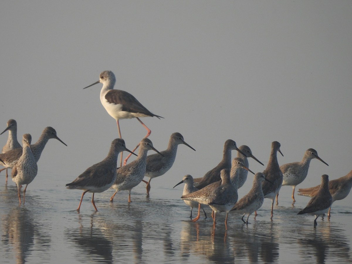 Black-winged Stilt - ML647227807
