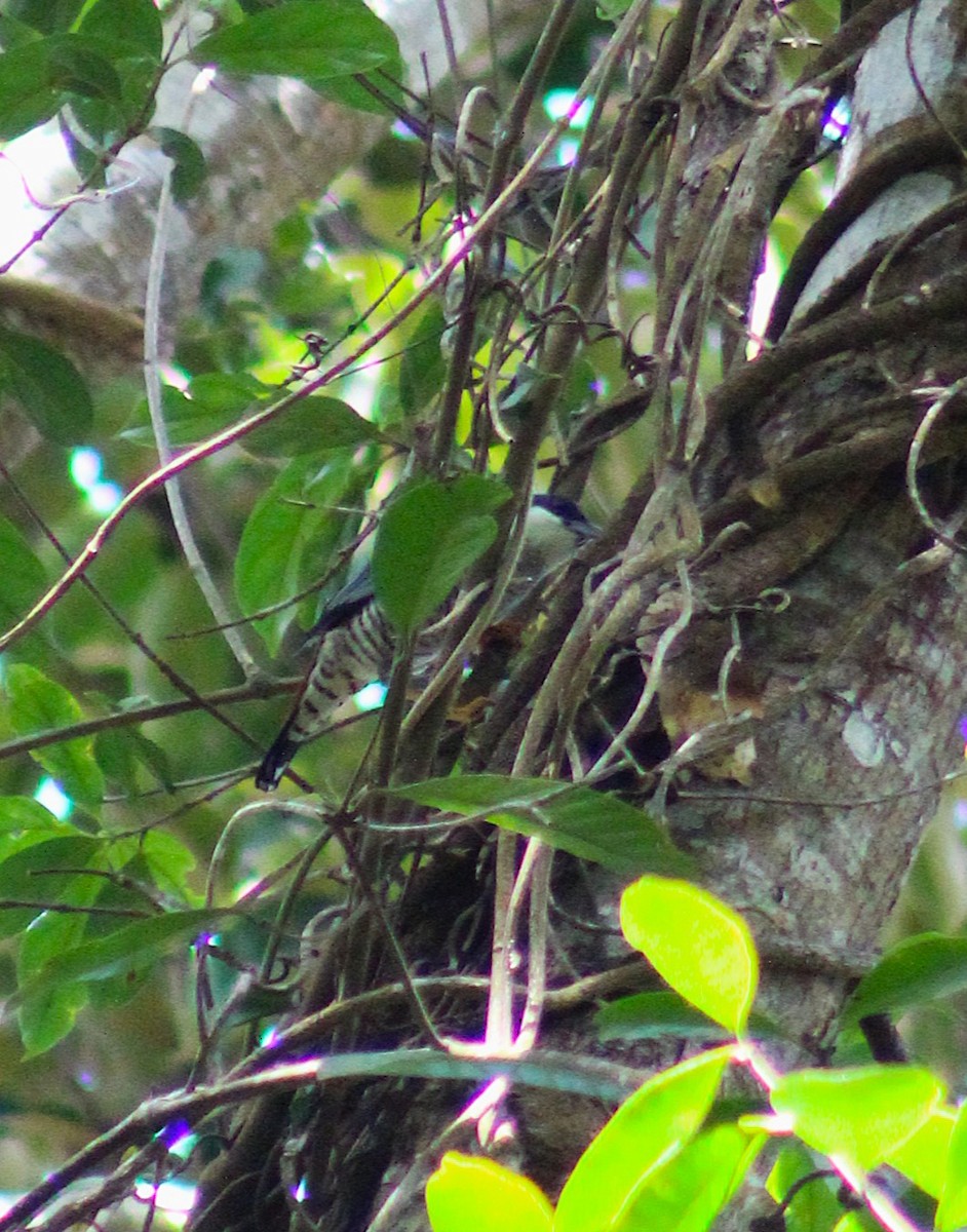 Vietnamese Cutia - ML647227808