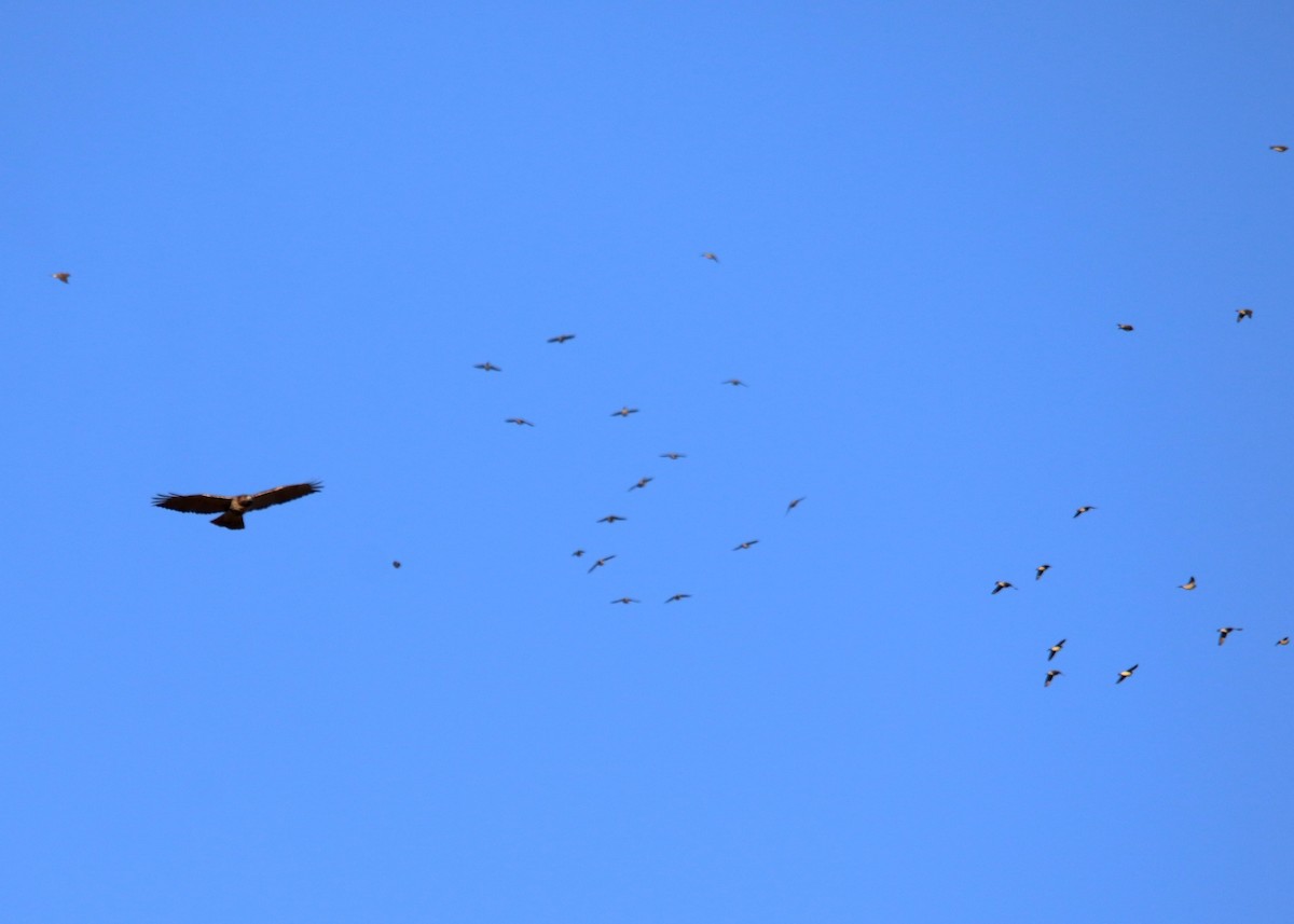 Poiana codarossa - ML647227817