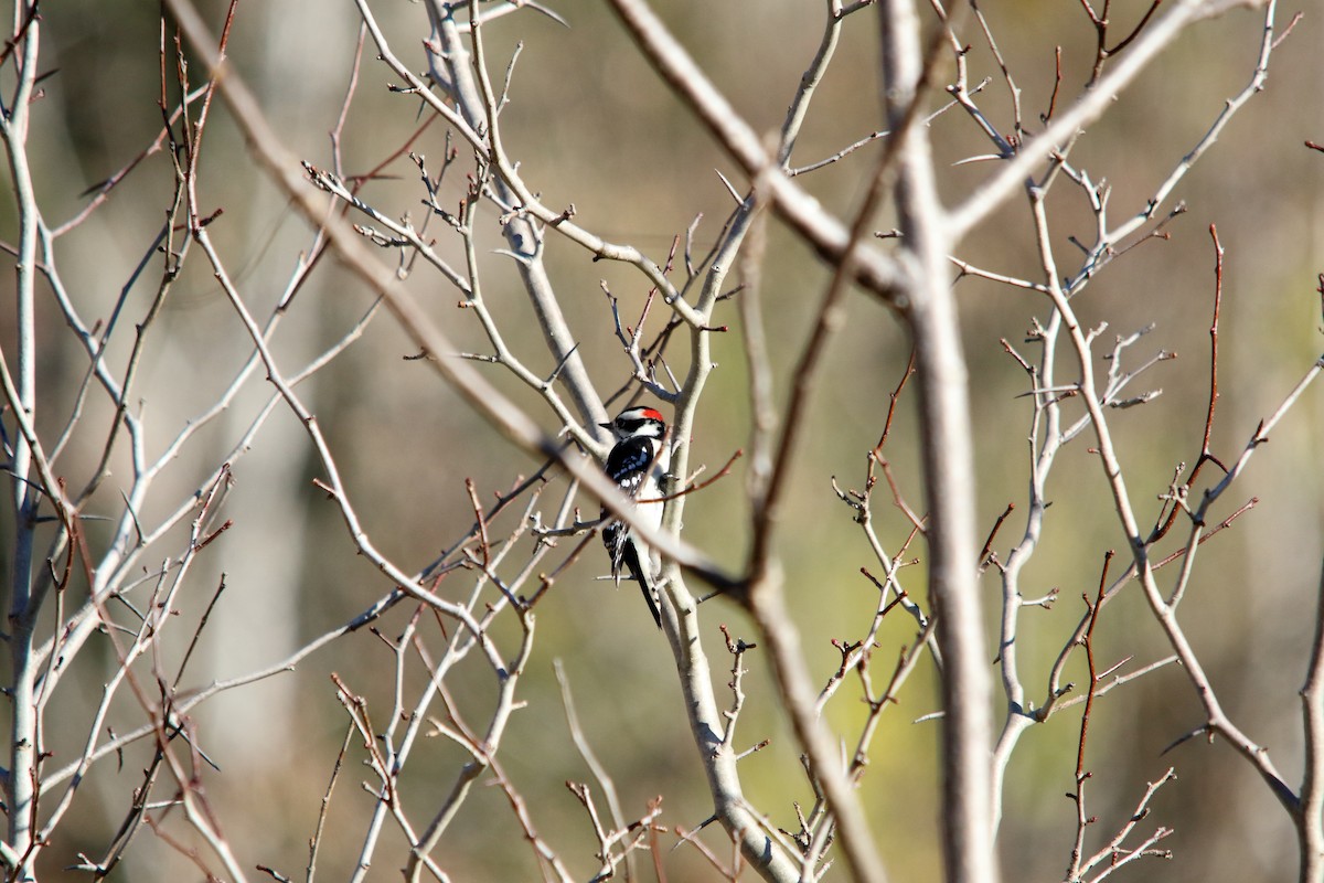Downy Woodpecker - ML647227819
