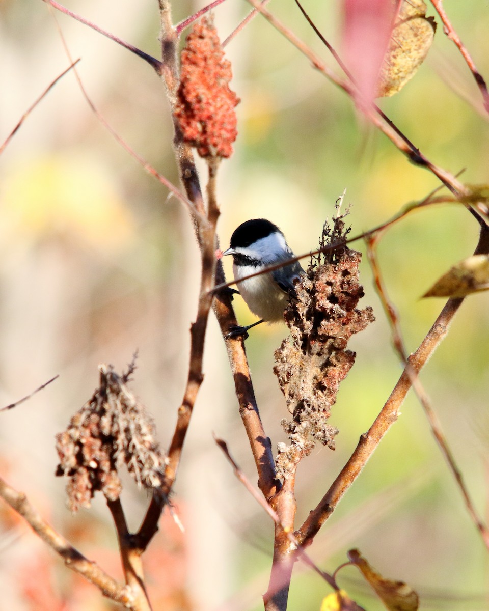 Black-capped Chickadee - ML647227823