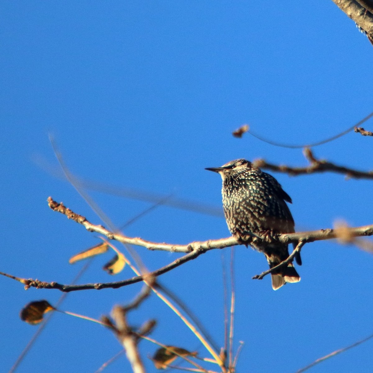 Storno - ML647227833