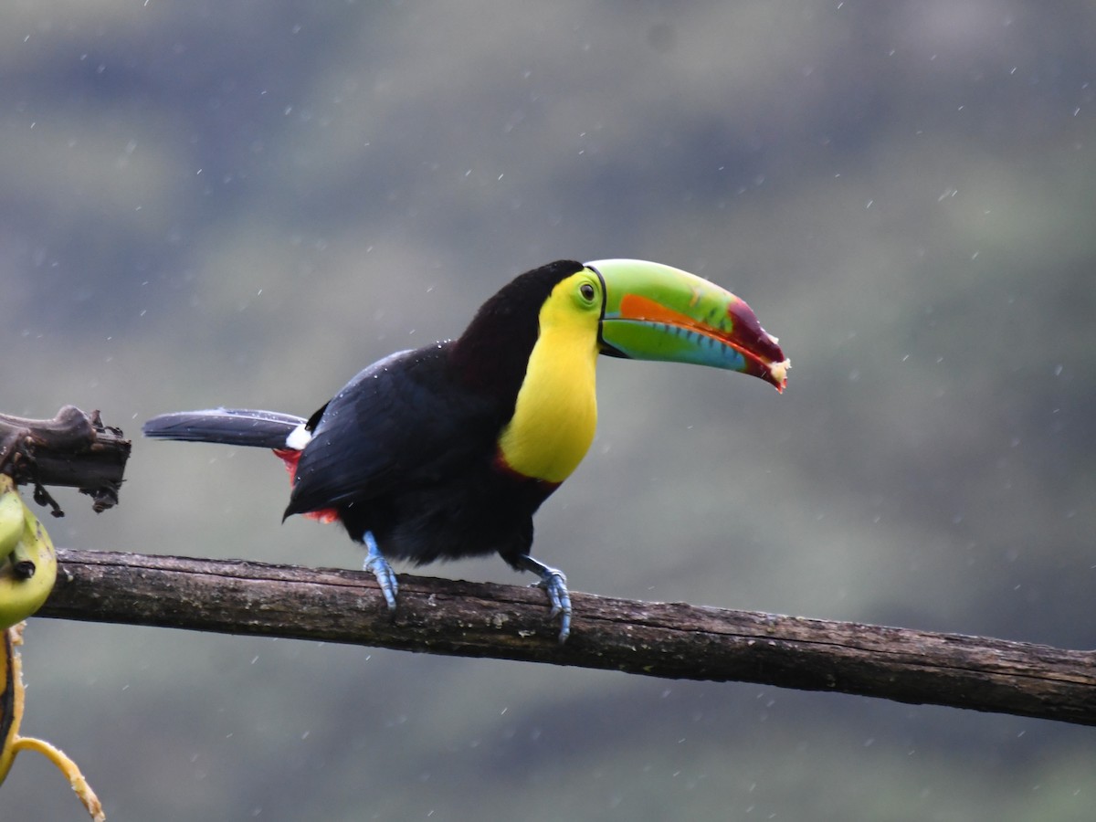 Keel-billed Toucan - ML647227838