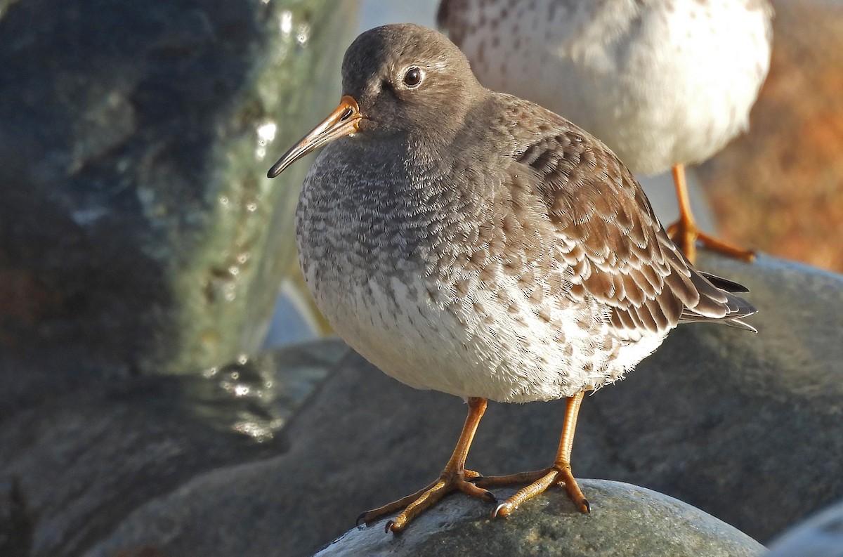 Bécasseau violet - ML647227839