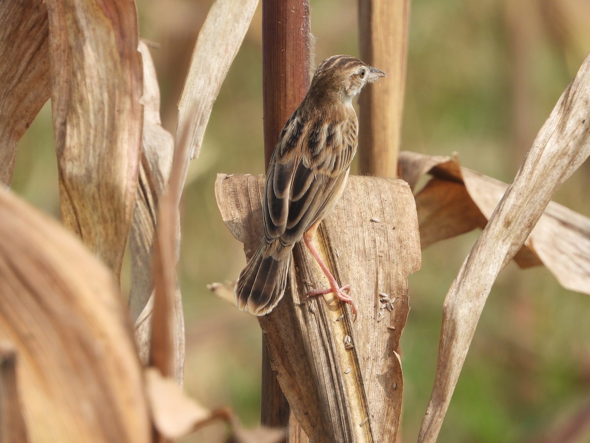 Cisticole des joncs - ML647227840