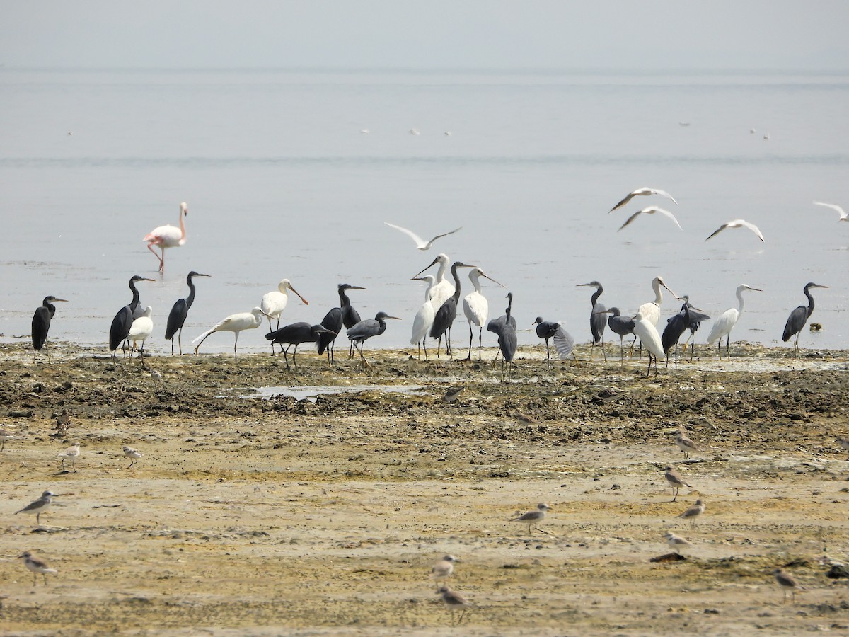 Spatule blanche - ML647227841