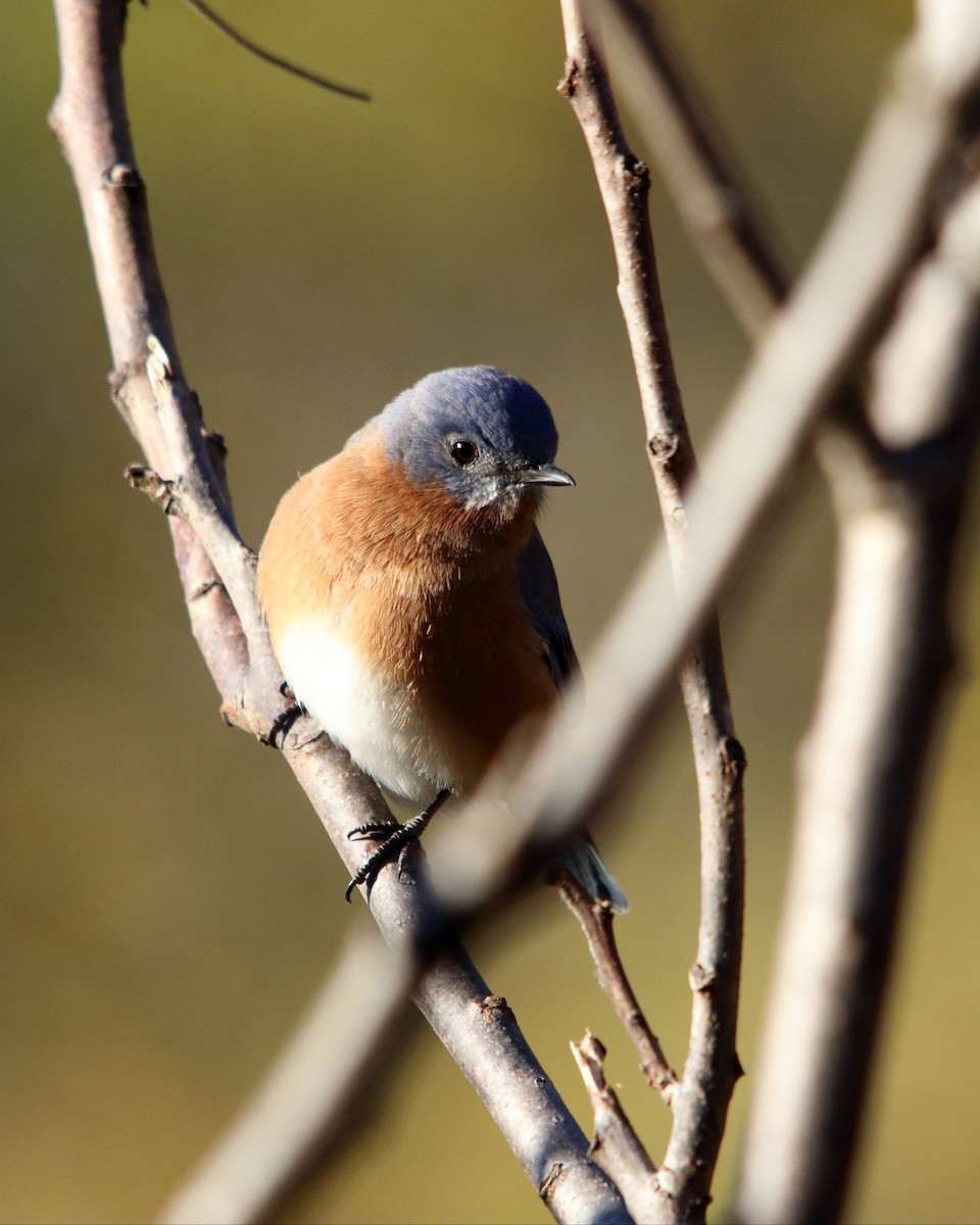 Merlebleu de l'Est - ML647227842