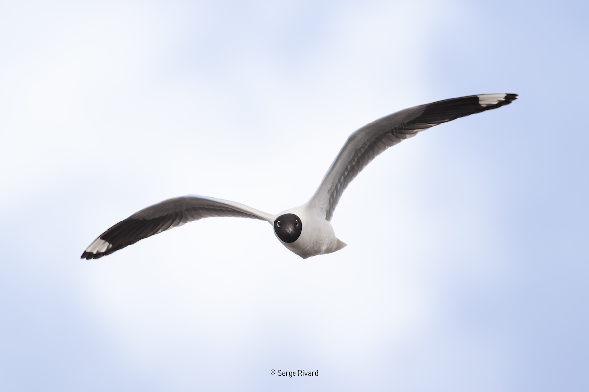 Mouette des Andes - ML647227843