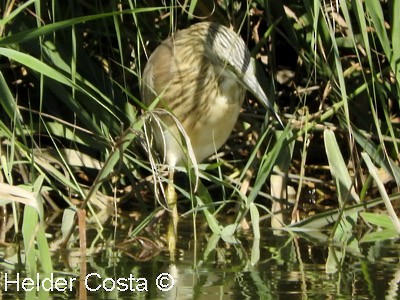 Crabier chevelu - ML647227844