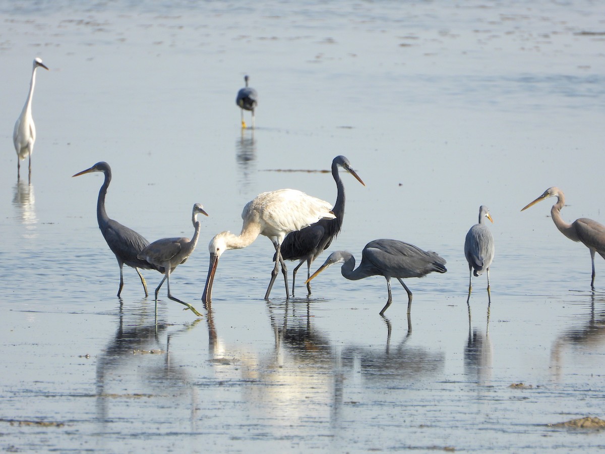 Spatule blanche - ML647227847