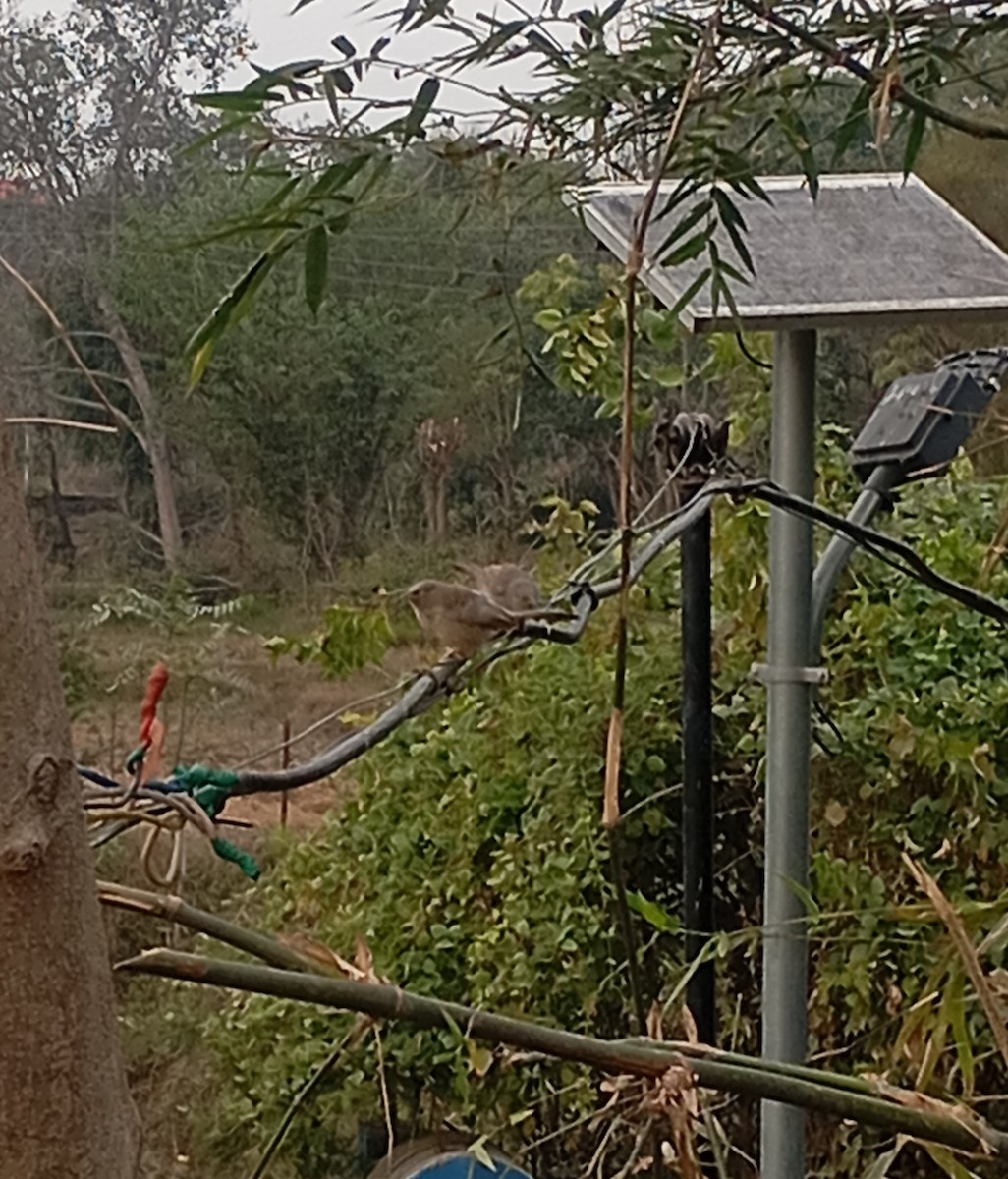 Cratérope de brousse - ML647227848