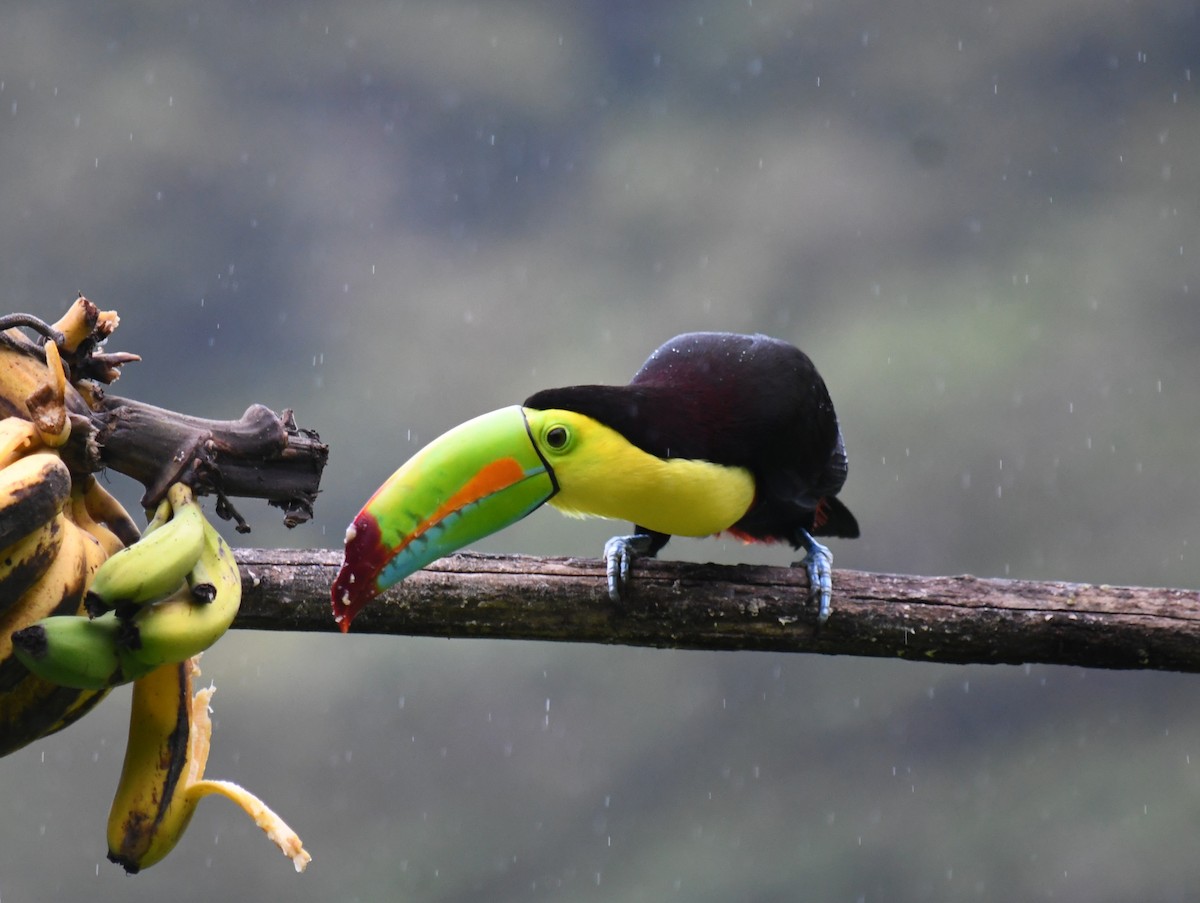Keel-billed Toucan - ML647227849