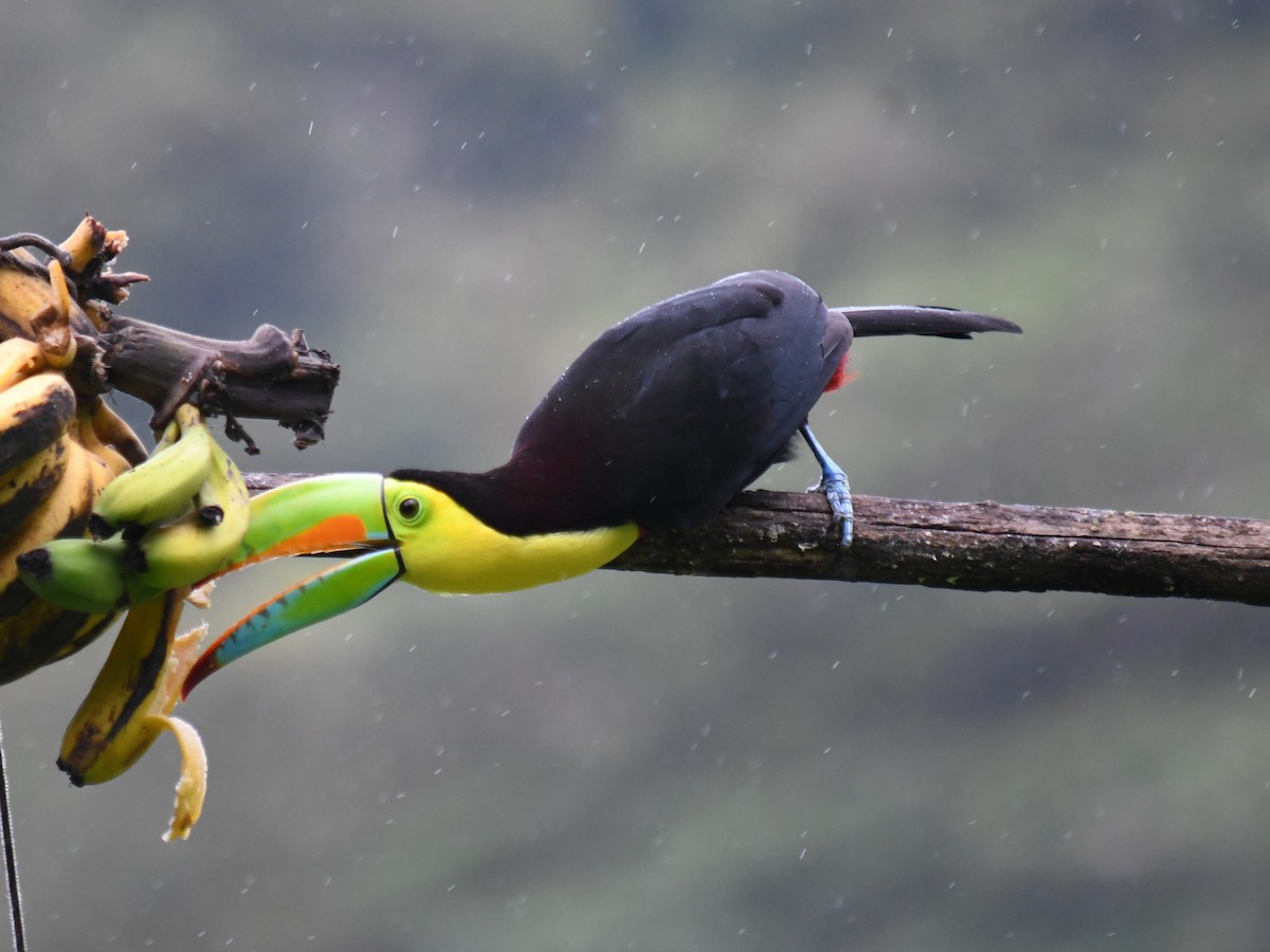 Keel-billed Toucan - ML647227850
