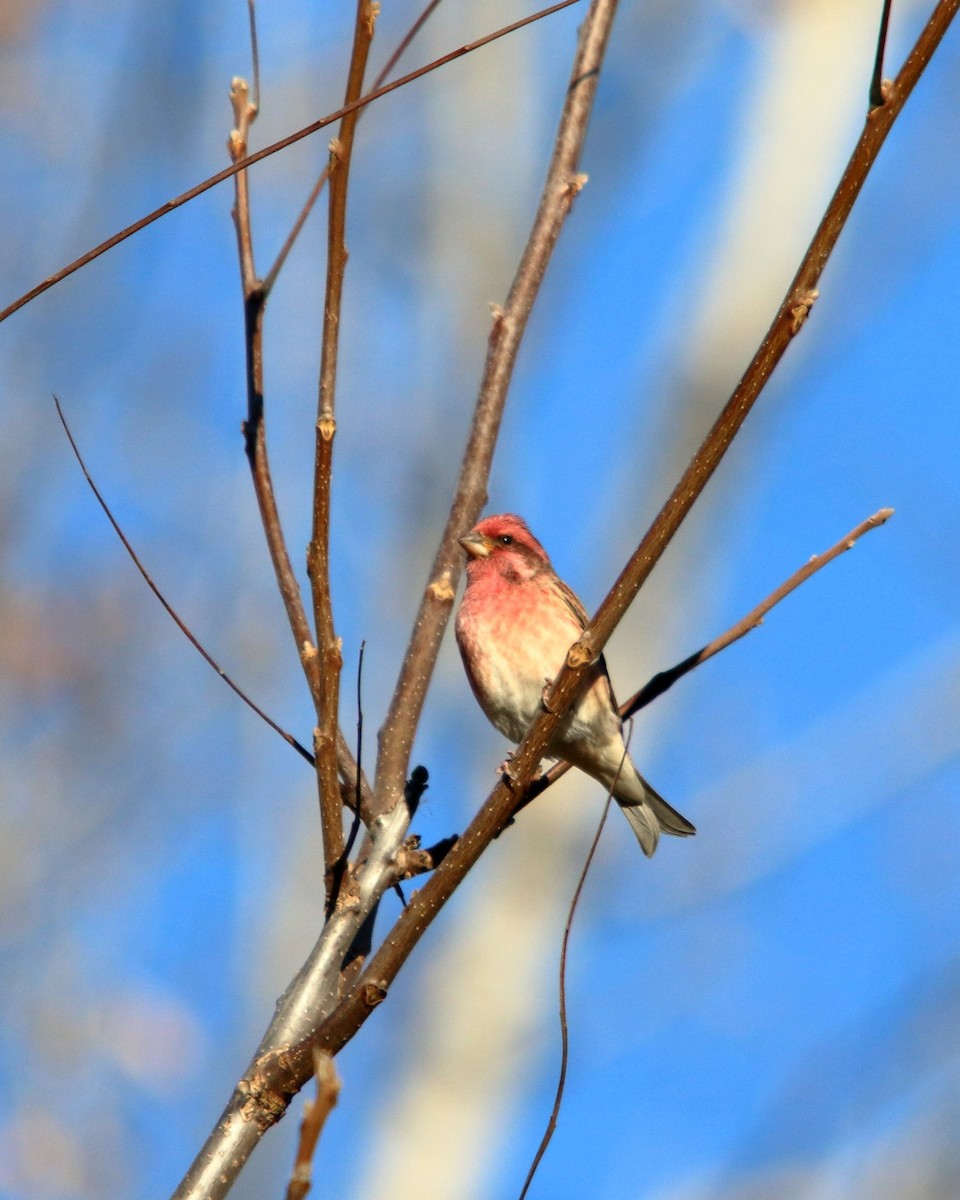 Roselin pourpré - ML647227854