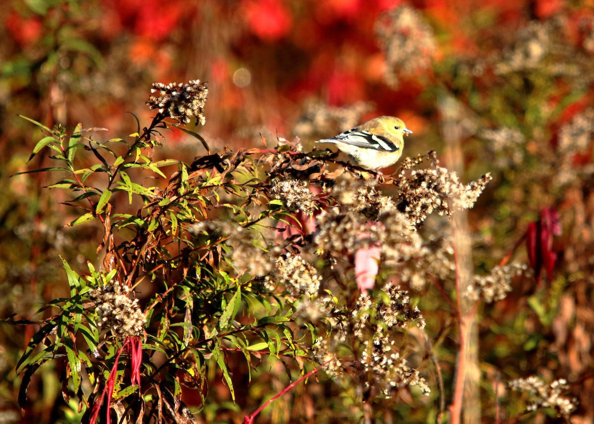 Chardonneret jaune - ML647227855