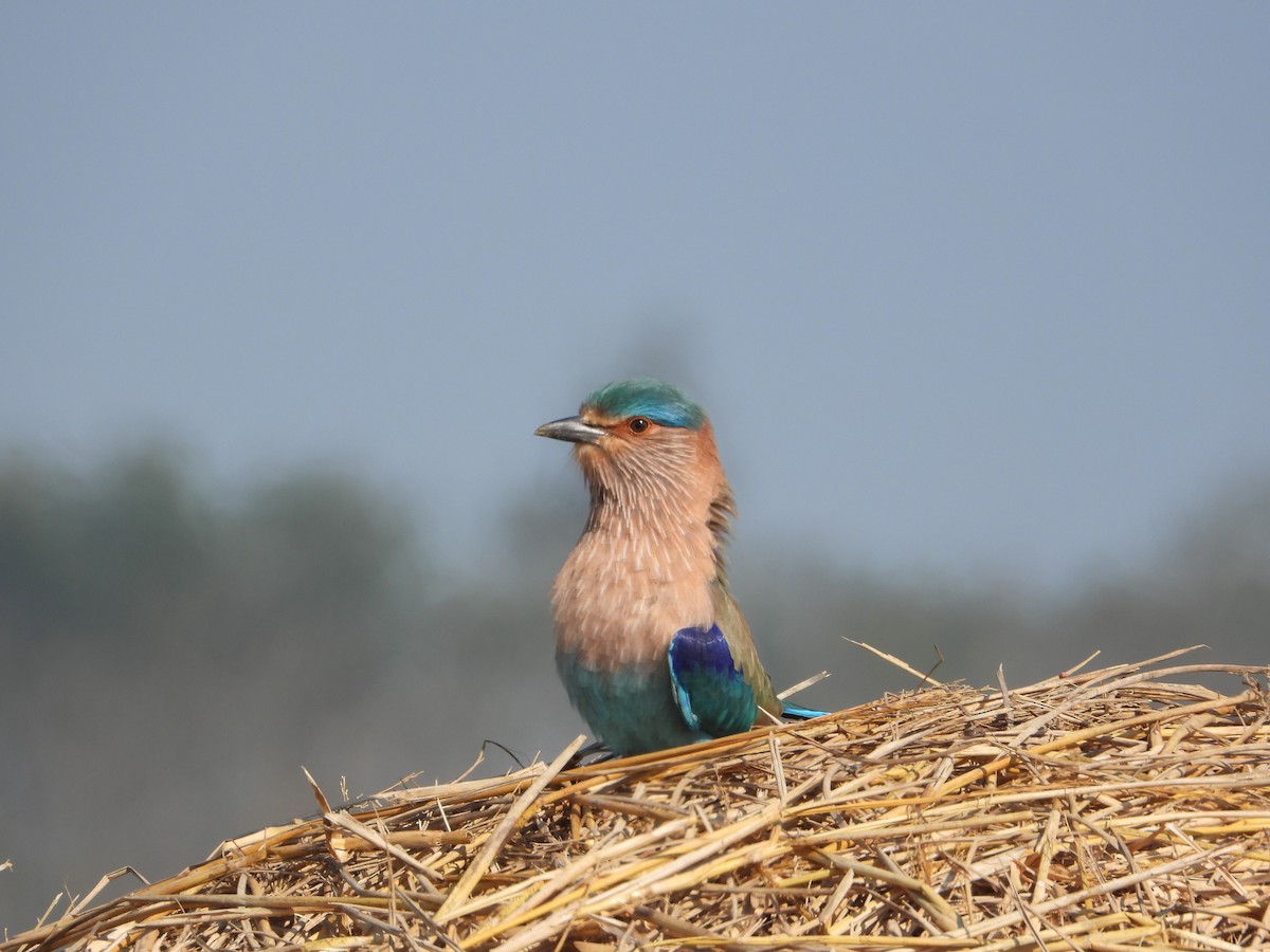 Rollier indien - ML647227858