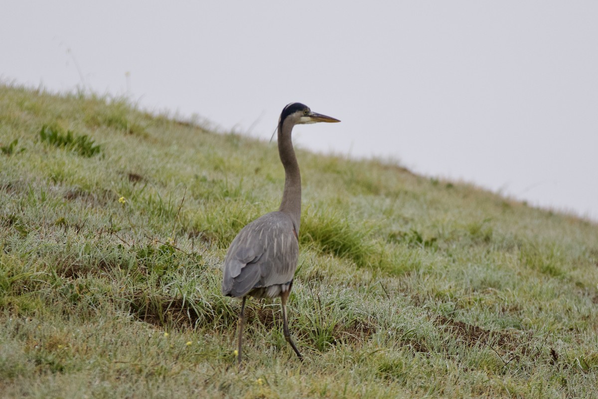 Grand Héron - ML647227864