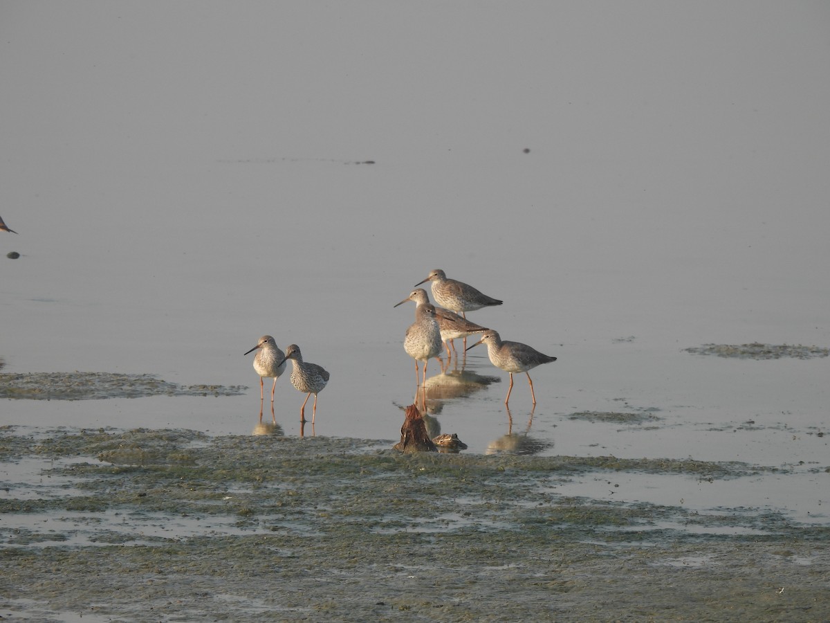 Échasse blanche - ML647227866