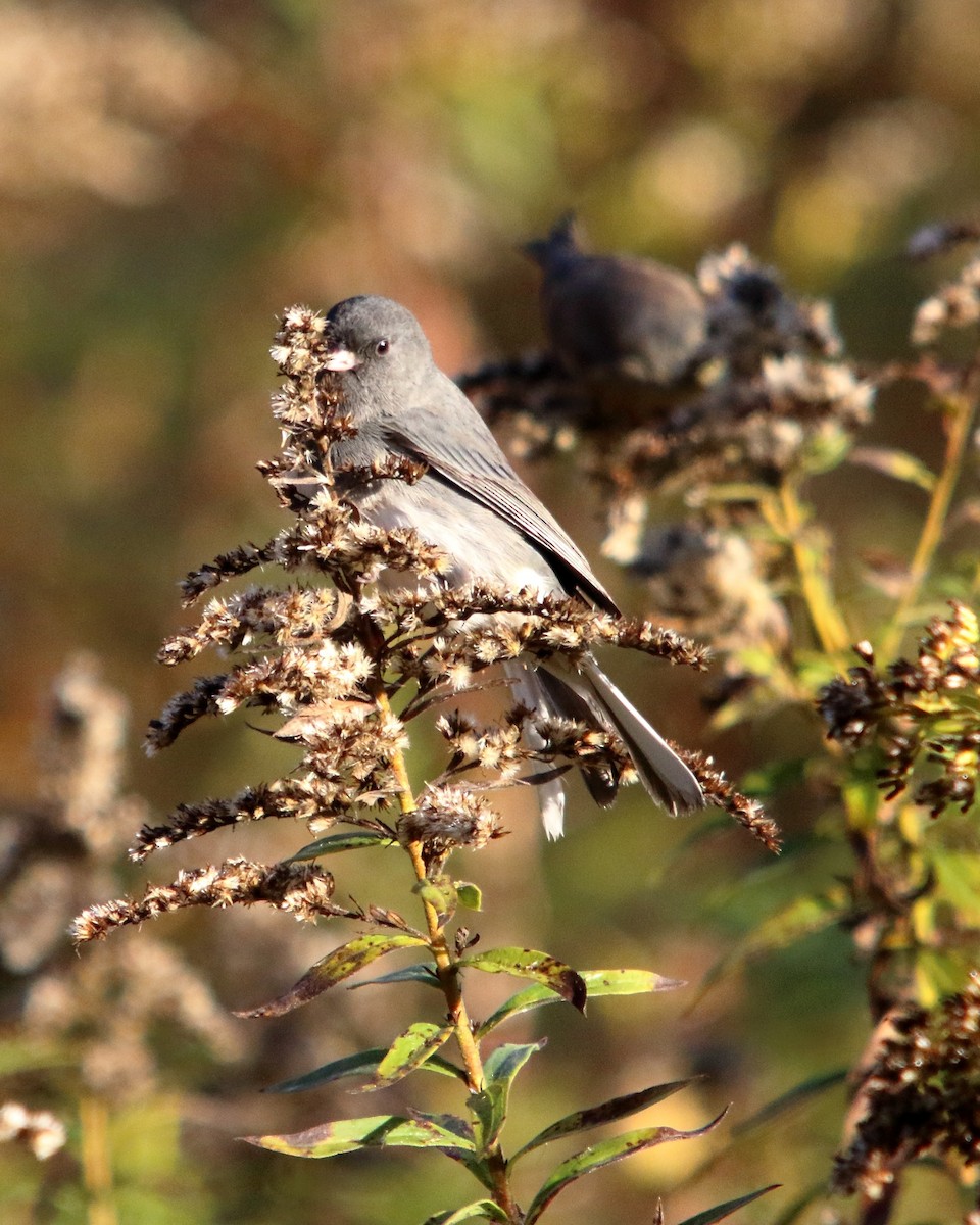 Junco ardoisé - ML647227867