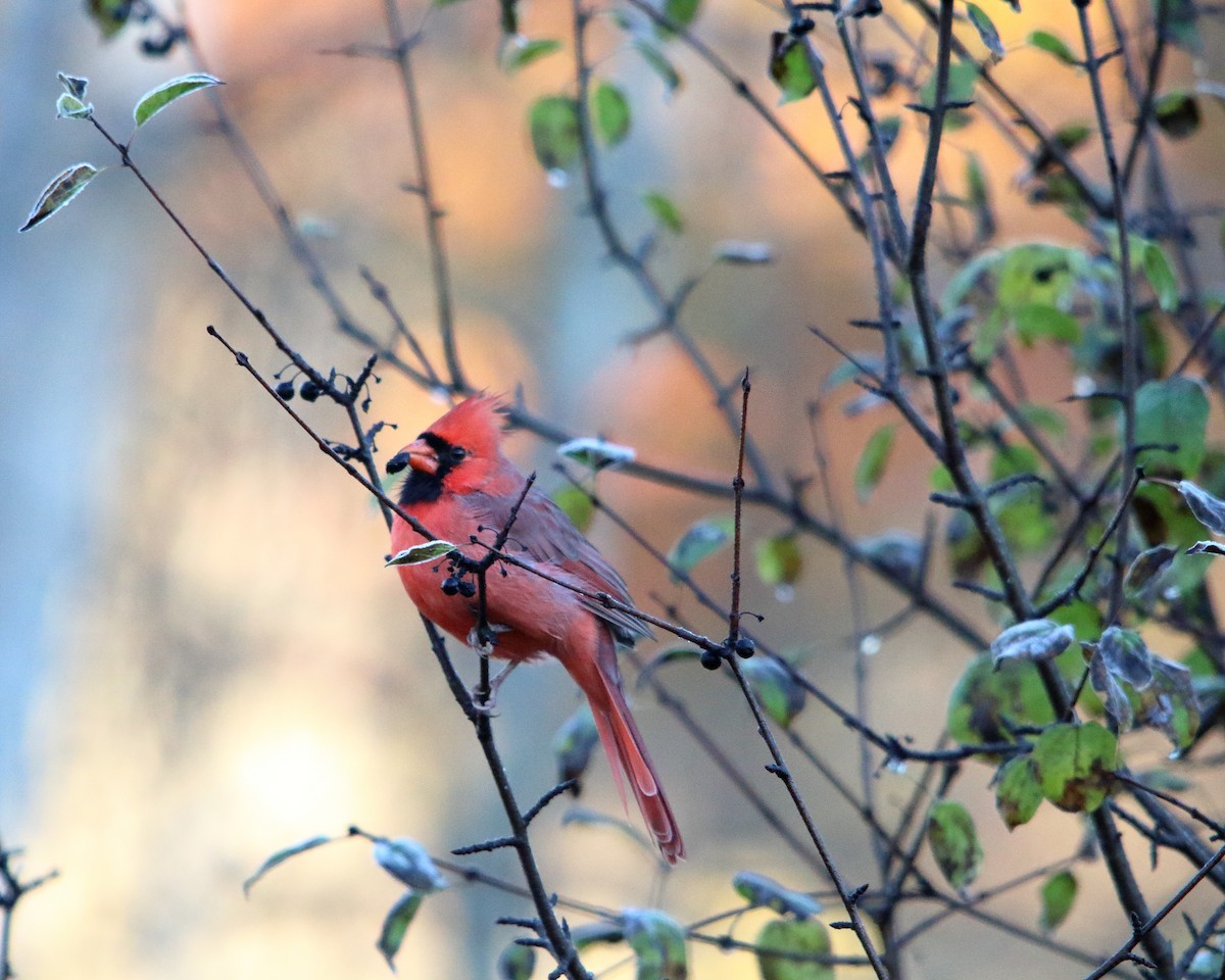 Cardinal rouge - ML647227873