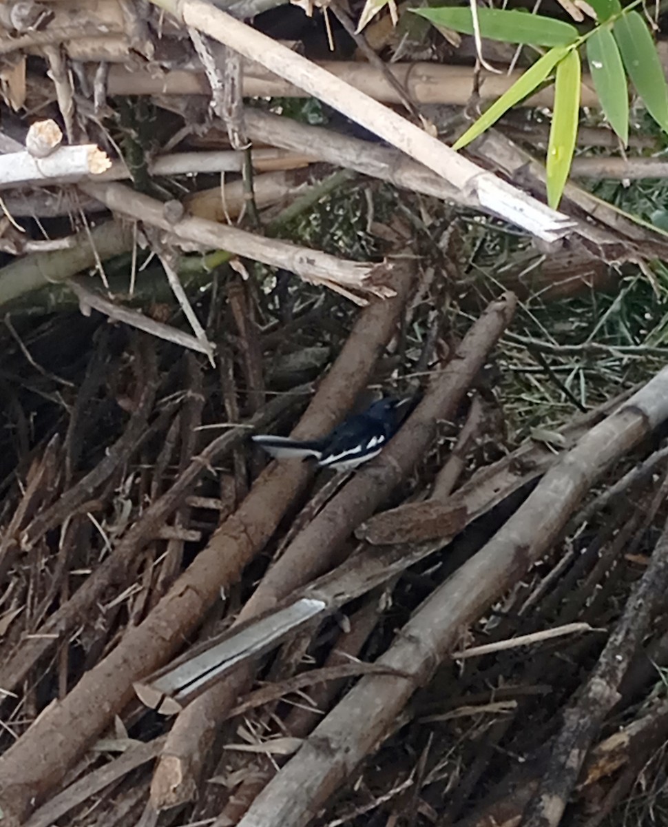 Shama dayal - ML647227874