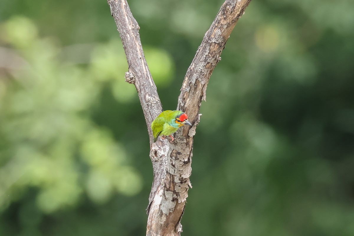 Barbu à couronne rouge - ML647227876