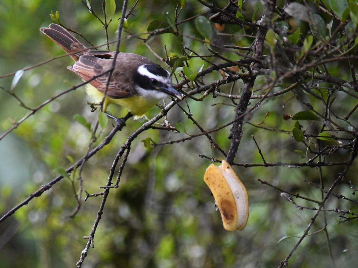 Great Kiskadee - ML647227879