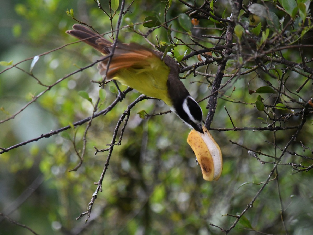Great Kiskadee - ML647227880
