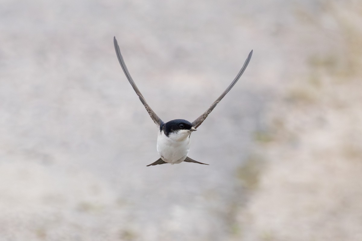 Hirondelle de fenêtre - ML647227886