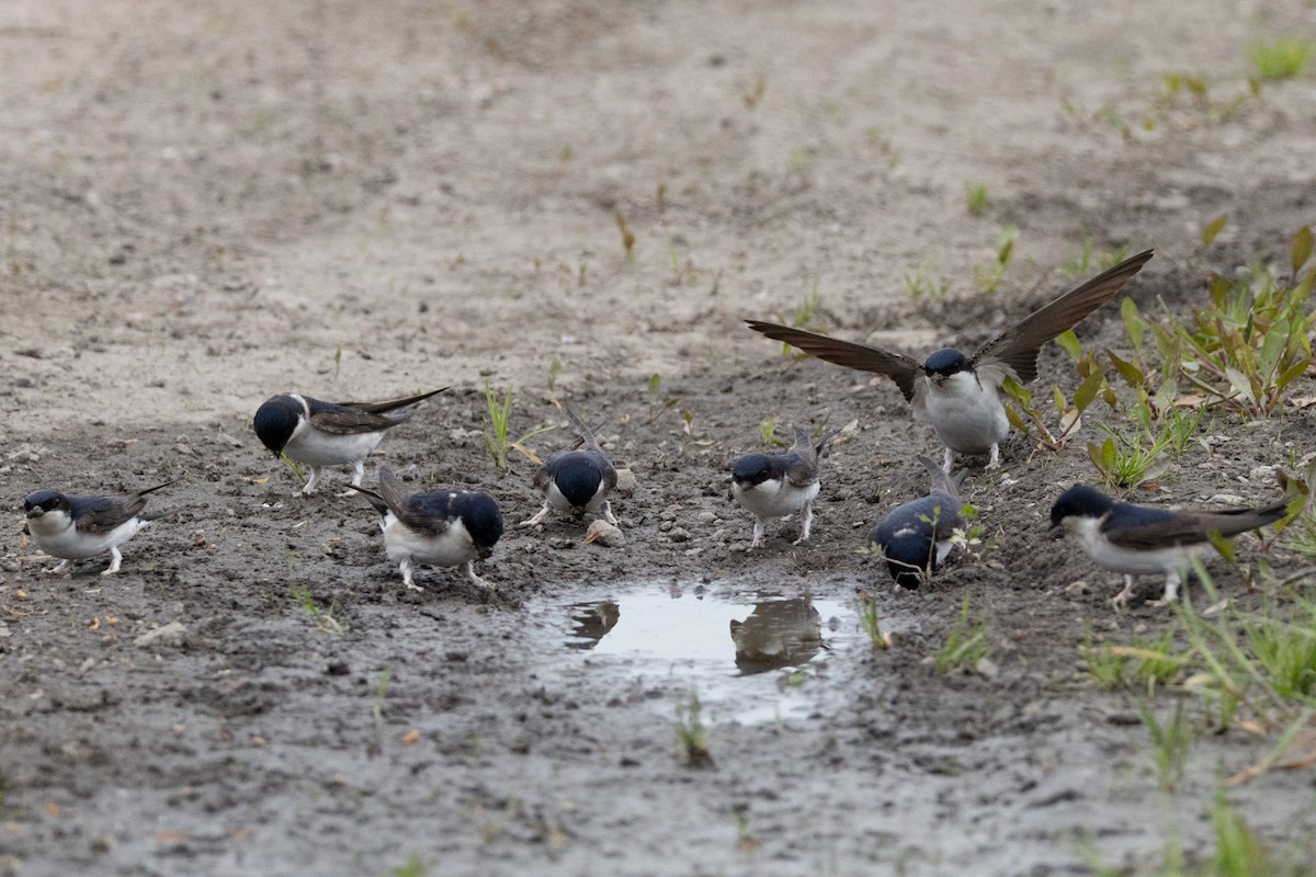 Hirondelle de fenêtre - ML647227887