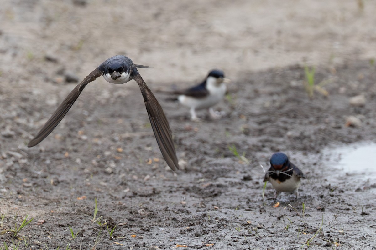 Hirondelle de fenêtre - ML647227888