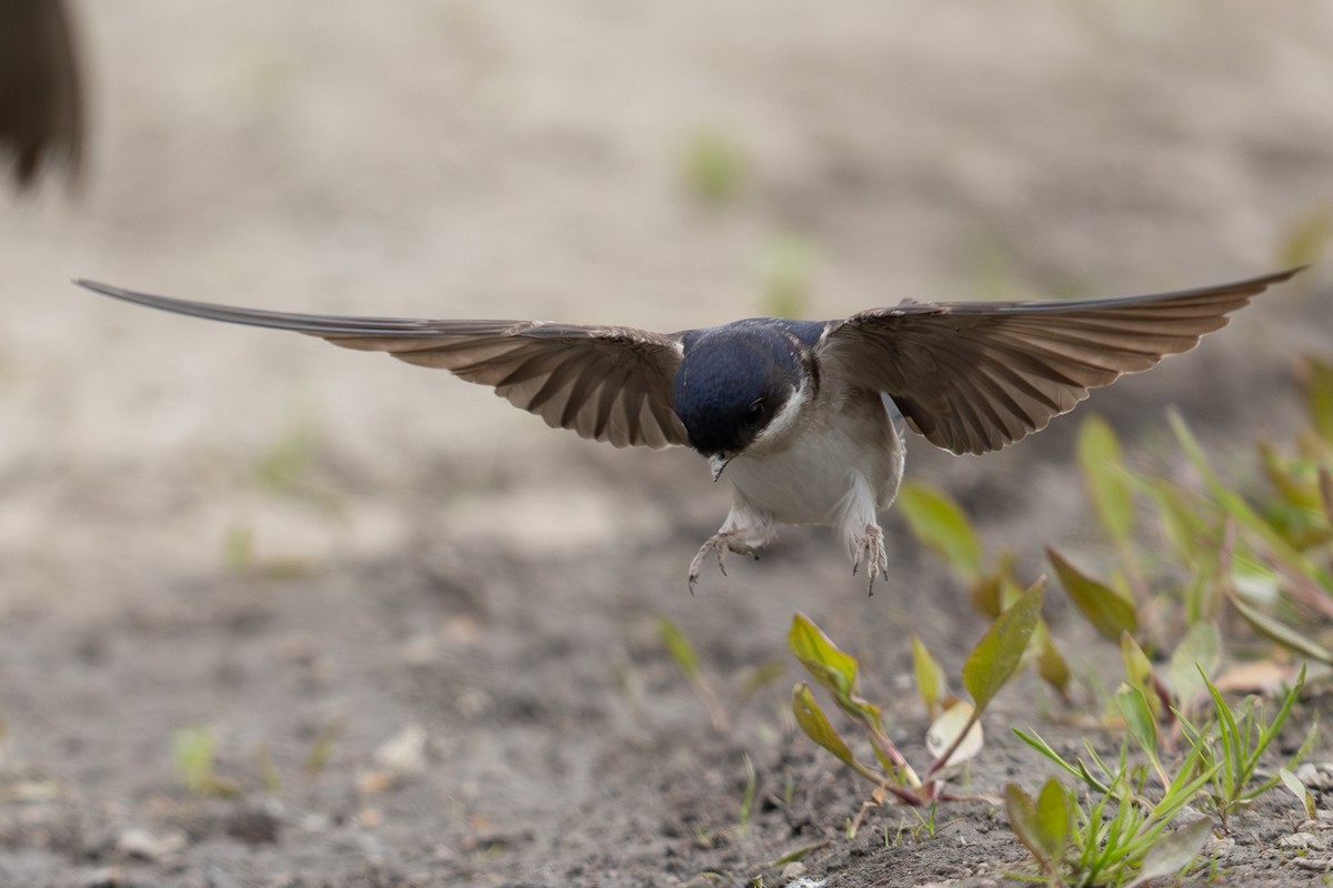 Hirondelle de fenêtre - ML647227889