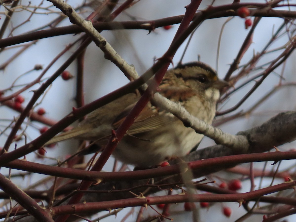 Bruant à gorge blanche - ML647227890