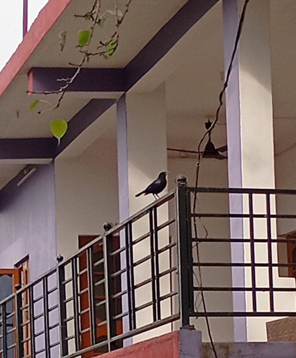 Blue Whistling-Thrush - ML647227891