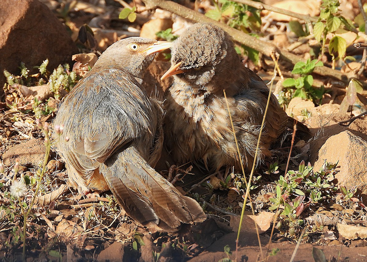 Cratérope de brousse - ML647227892