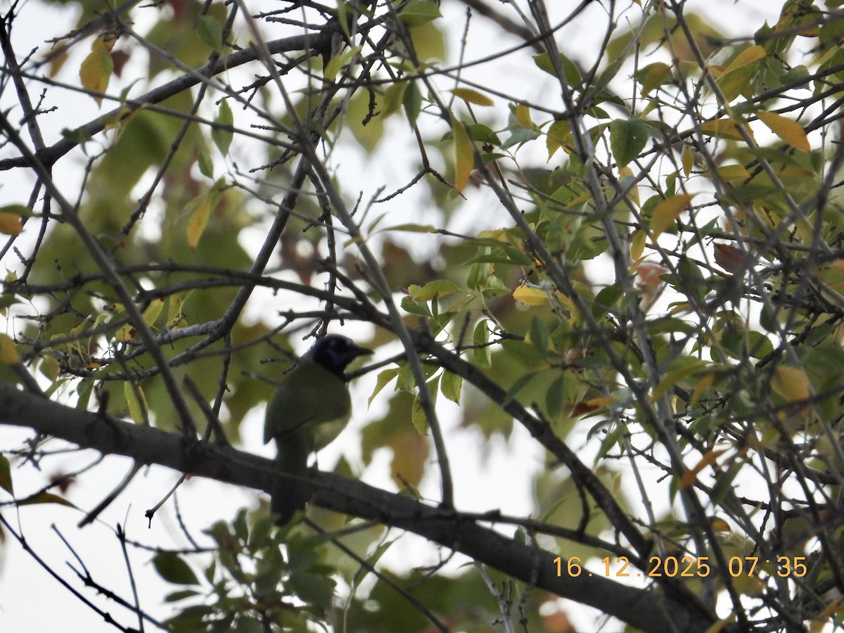 Geai vert - ML647227905