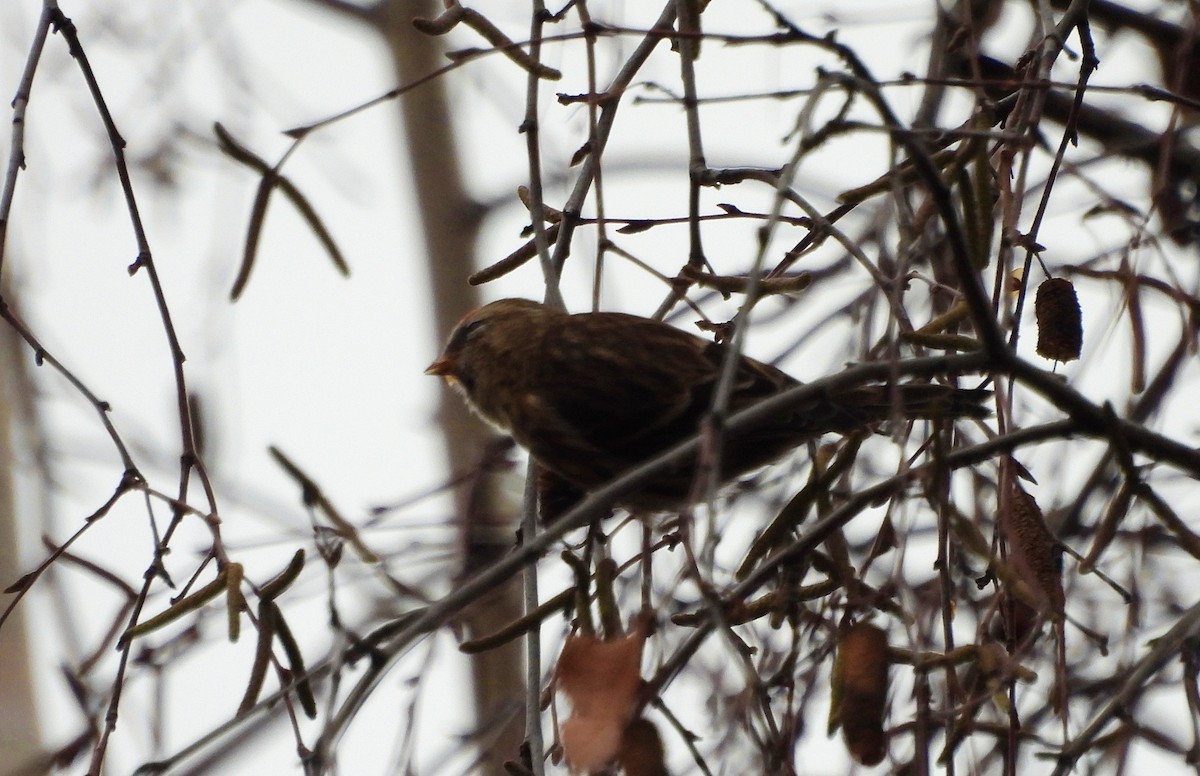 gråsisik (cabaret) (brunsisik) - ML647227909