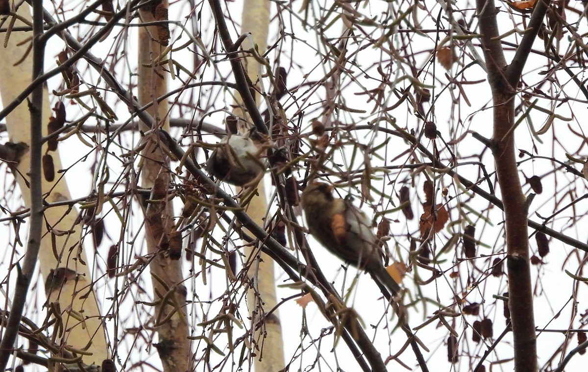 gråsisik (cabaret) (brunsisik) - ML647227910