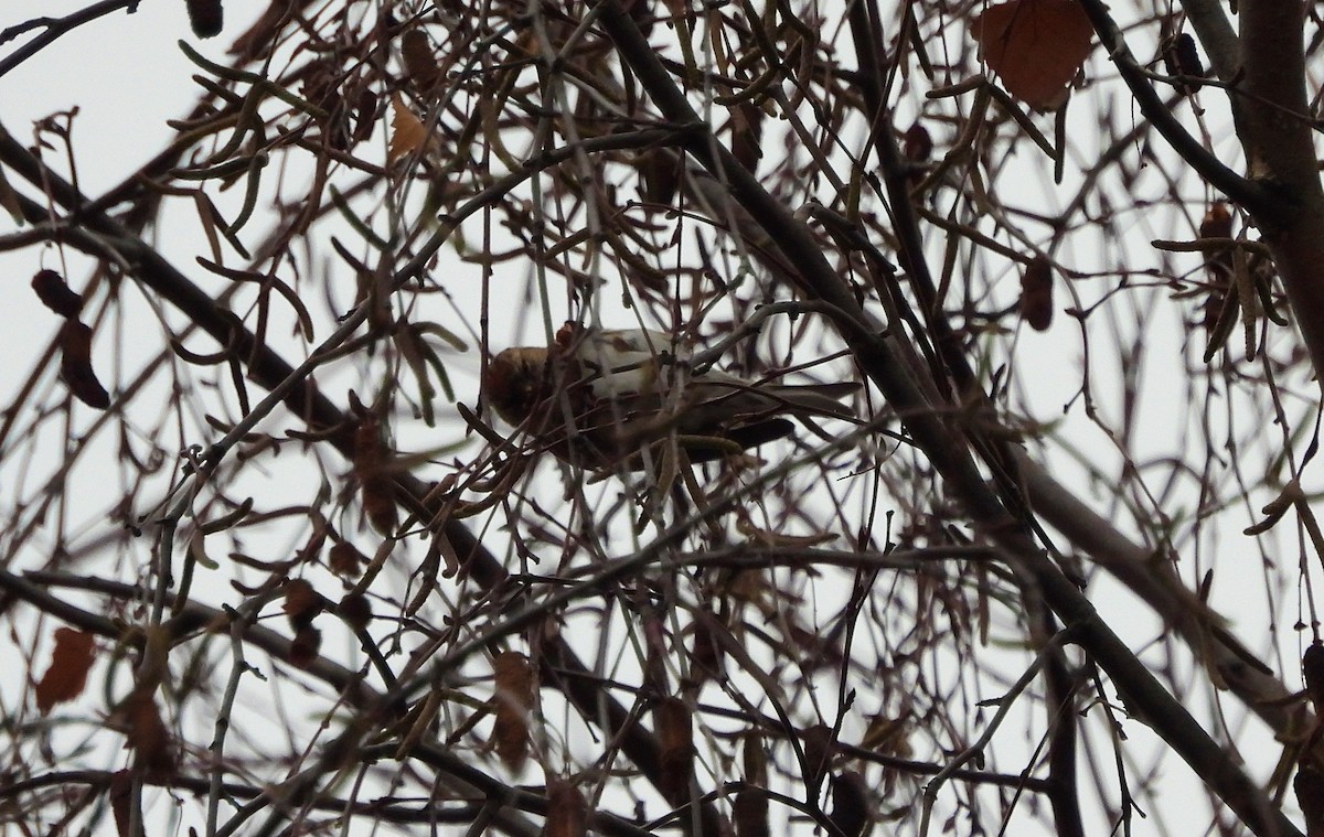 gråsisik (cabaret) (brunsisik) - ML647227911