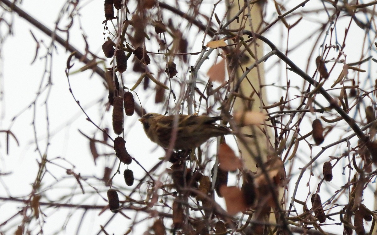 gråsisik (cabaret) (brunsisik) - ML647227912