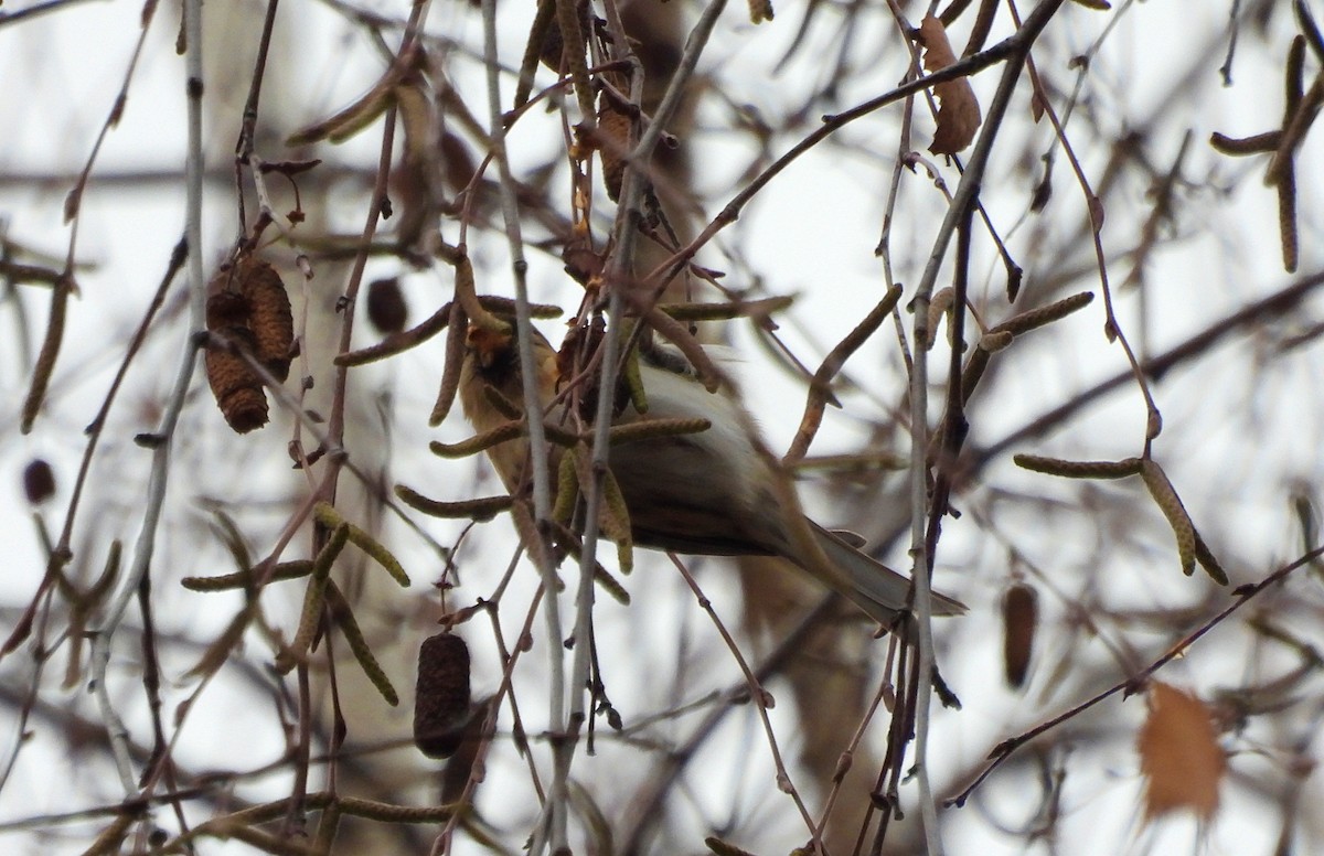 gråsisik (cabaret) (brunsisik) - ML647227913