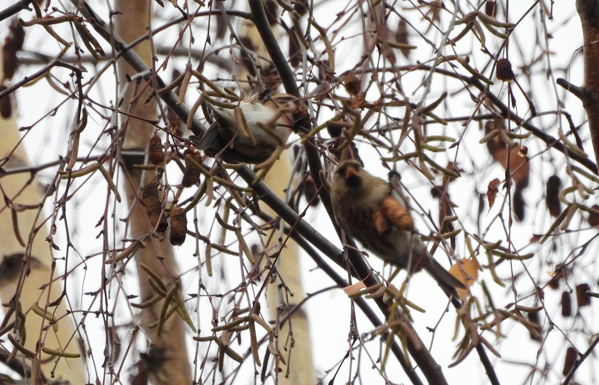 gråsisik (cabaret) (brunsisik) - ML647227914