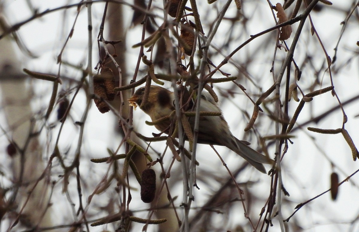 gråsisik (cabaret) (brunsisik) - ML647227915