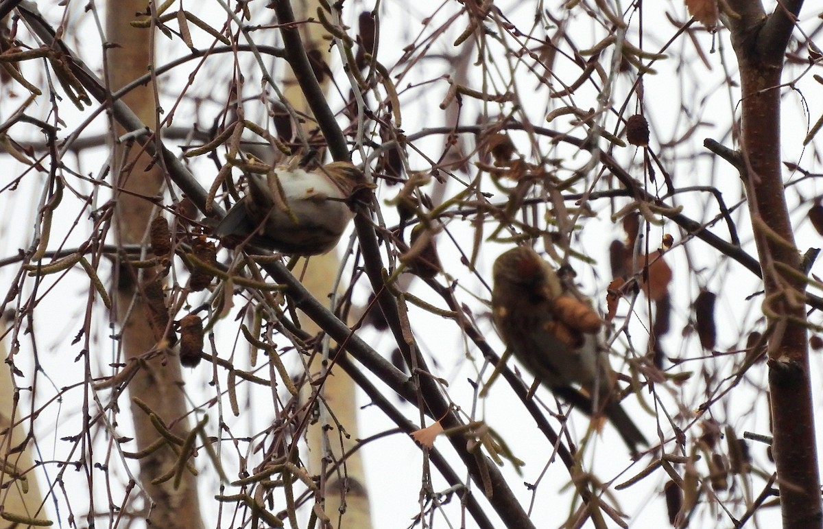 gråsisik (cabaret) (brunsisik) - ML647227916