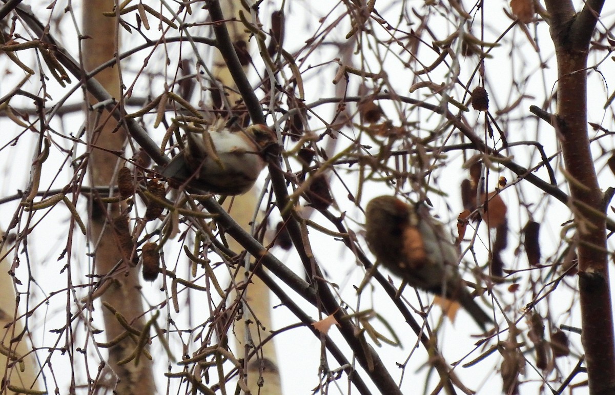 gråsisik (cabaret) (brunsisik) - ML647227917