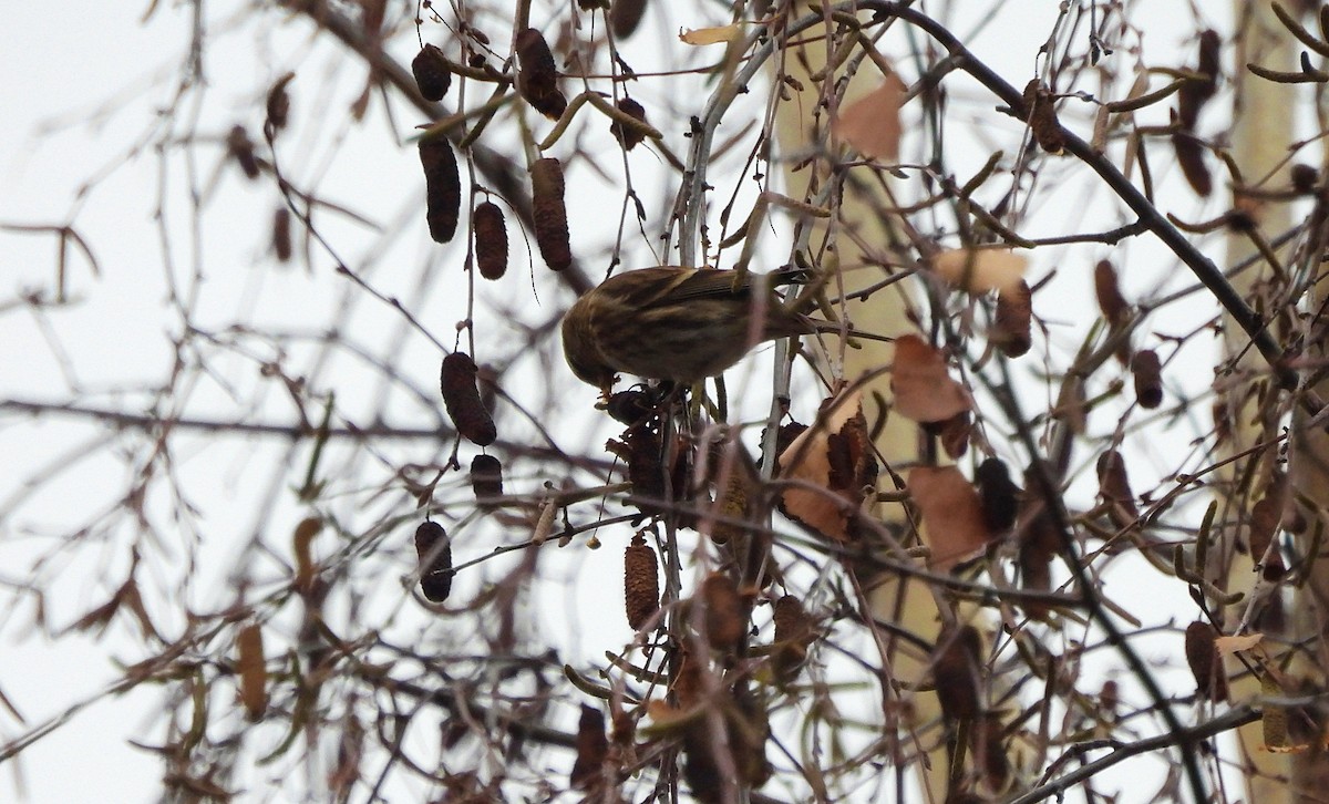 gråsisik (cabaret) (brunsisik) - ML647227918