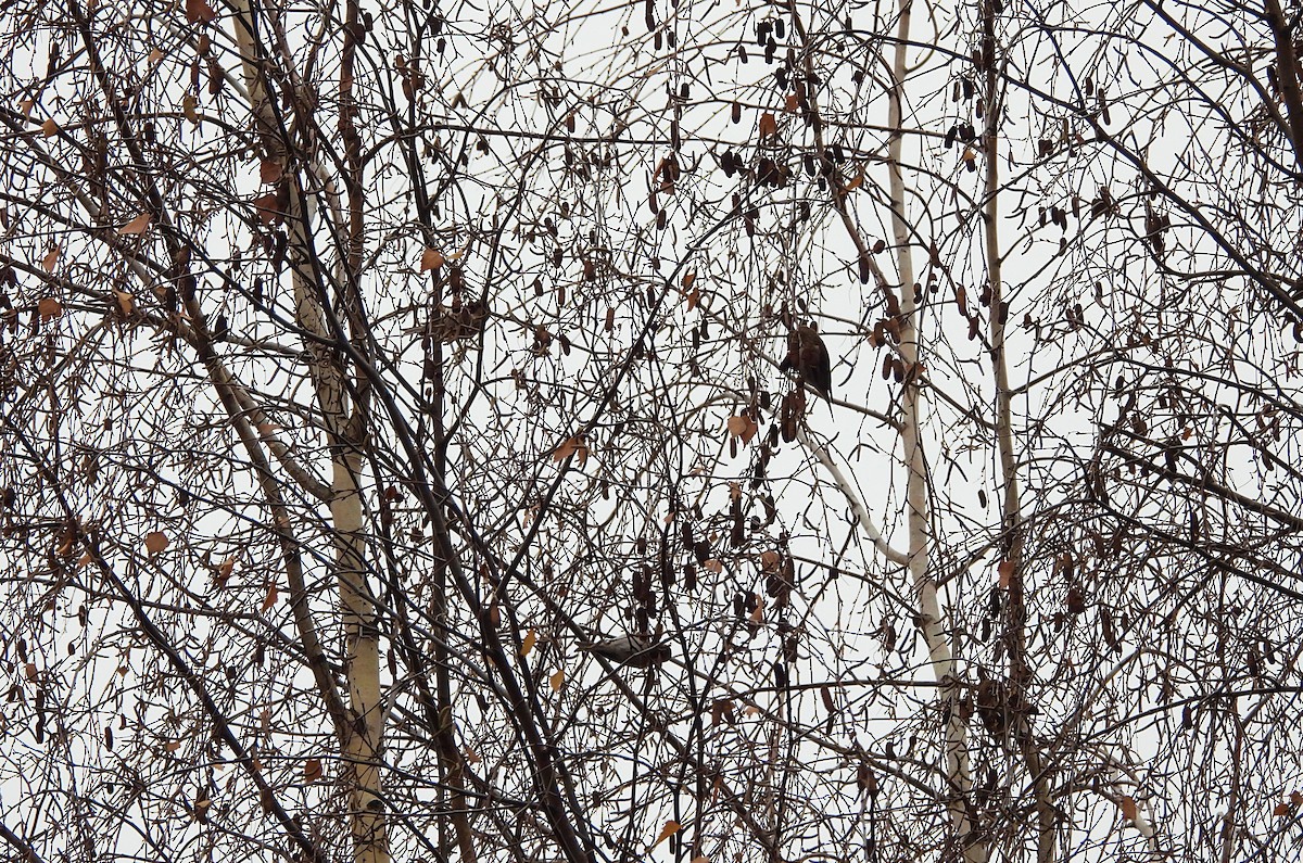 gråsisik (cabaret) (brunsisik) - ML647227919